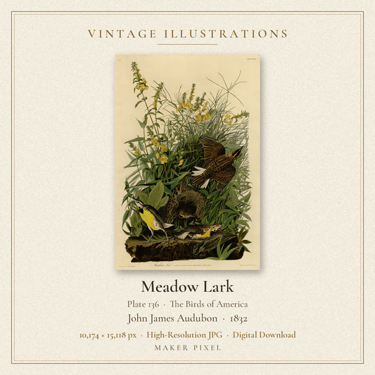 Meadow Lark, Plate 136 from Birds of America by John James Audubon — cover