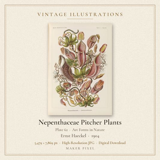 Nepenthaceae Pitcher Plants, Plate 62 from Art Forms in Nature by Ernst Haeckel — cover