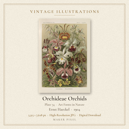 Orchideae Orchids, Plate 74 from Art Forms in Nature by Ernst Haeckel — cover