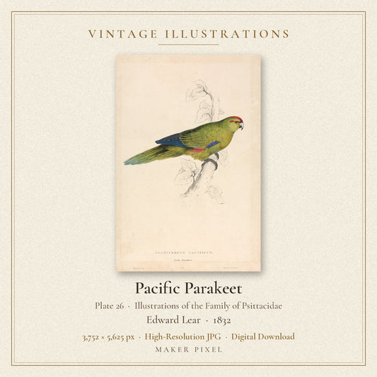 Pacific Parakeet, Plate 26 from Illustrations of the Family of Psittacidae by Edward Lear — cover