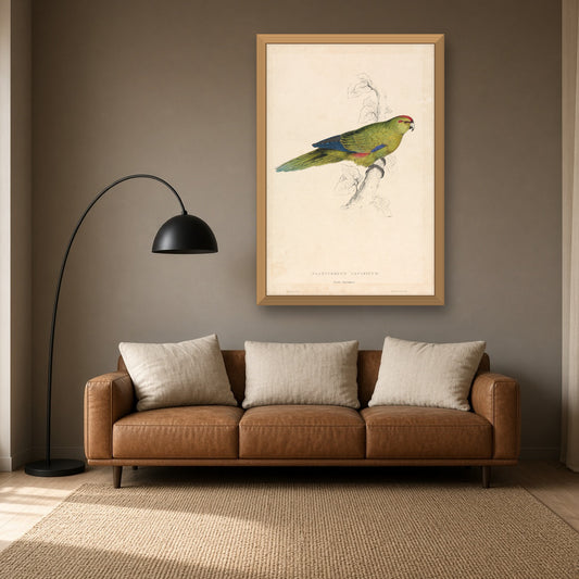 Pacific Parakeet, Plate 26 from Illustrations of the Family of Psittacidae by Edward Lear — room mockup