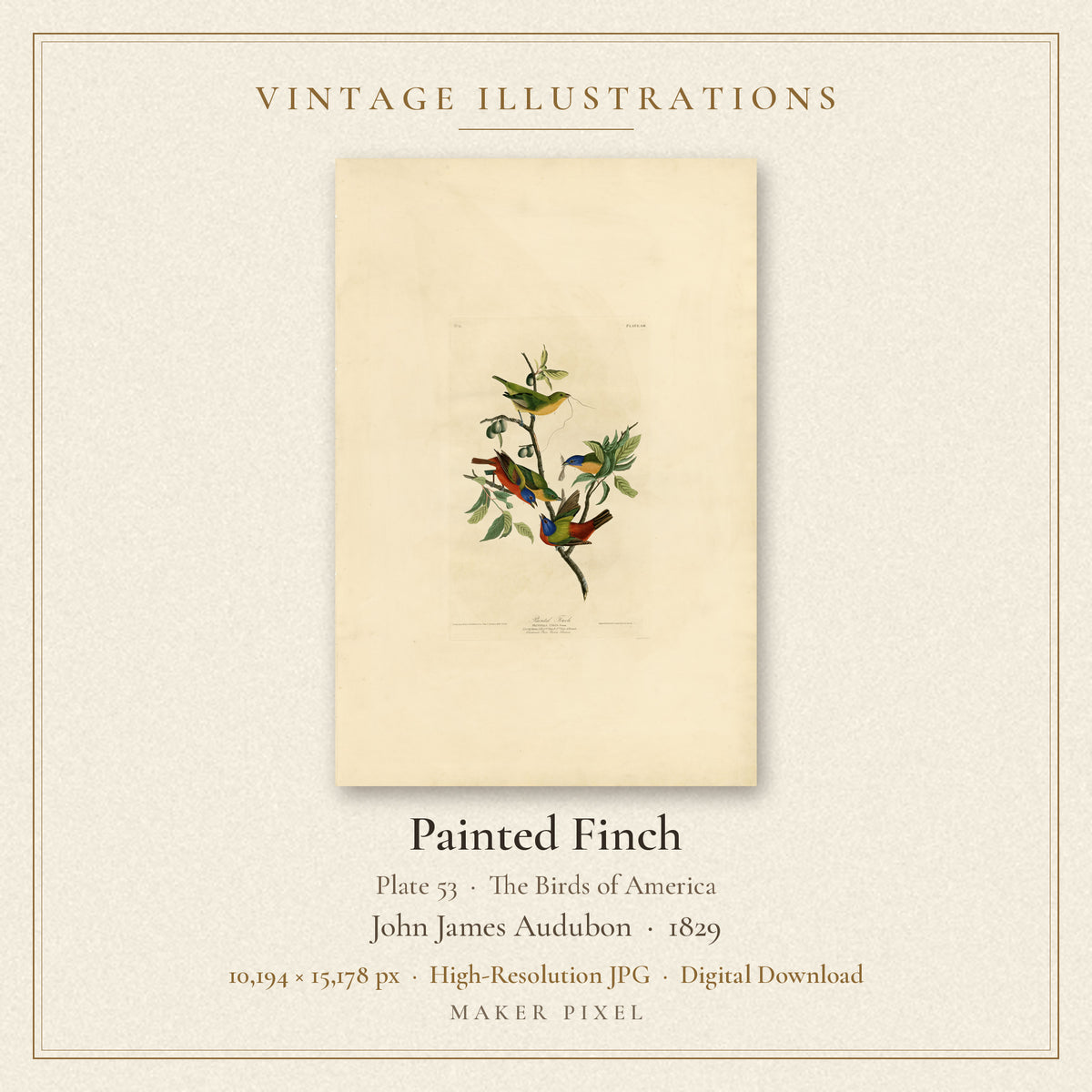 Painted Finch, Plate 53 from Birds of America by John James Audubon — cover