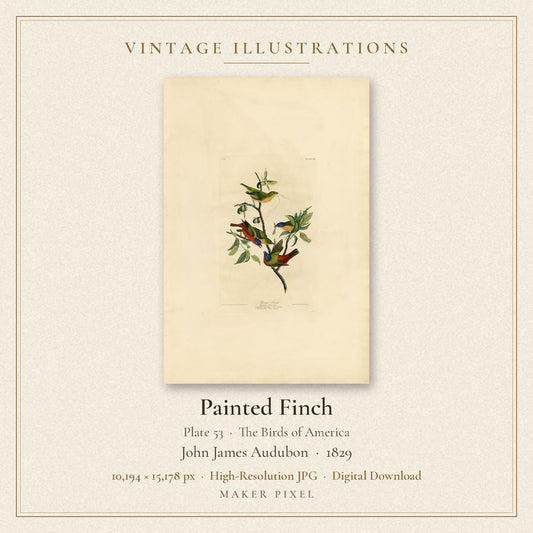 Painted Finch, Plate 53 from Birds of America by John James Audubon — cover