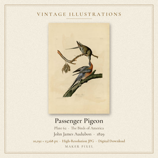 Passenger Pigeon, Plate 62 from Birds of America by John James Audubon — cover