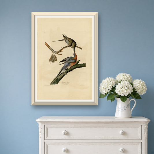 Passenger Pigeon, Plate 62 from Birds of America by John James Audubon — room mockup