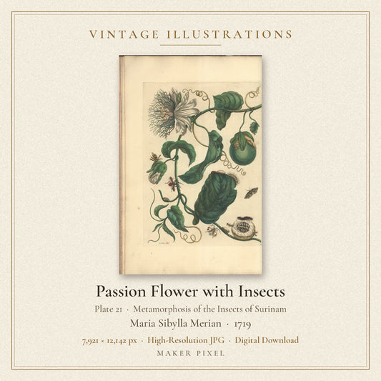 Passion Flower with Insects, Plate 21 from Metamorphosis of the Insects of Surinam by Maria Sibylla Merian — cover