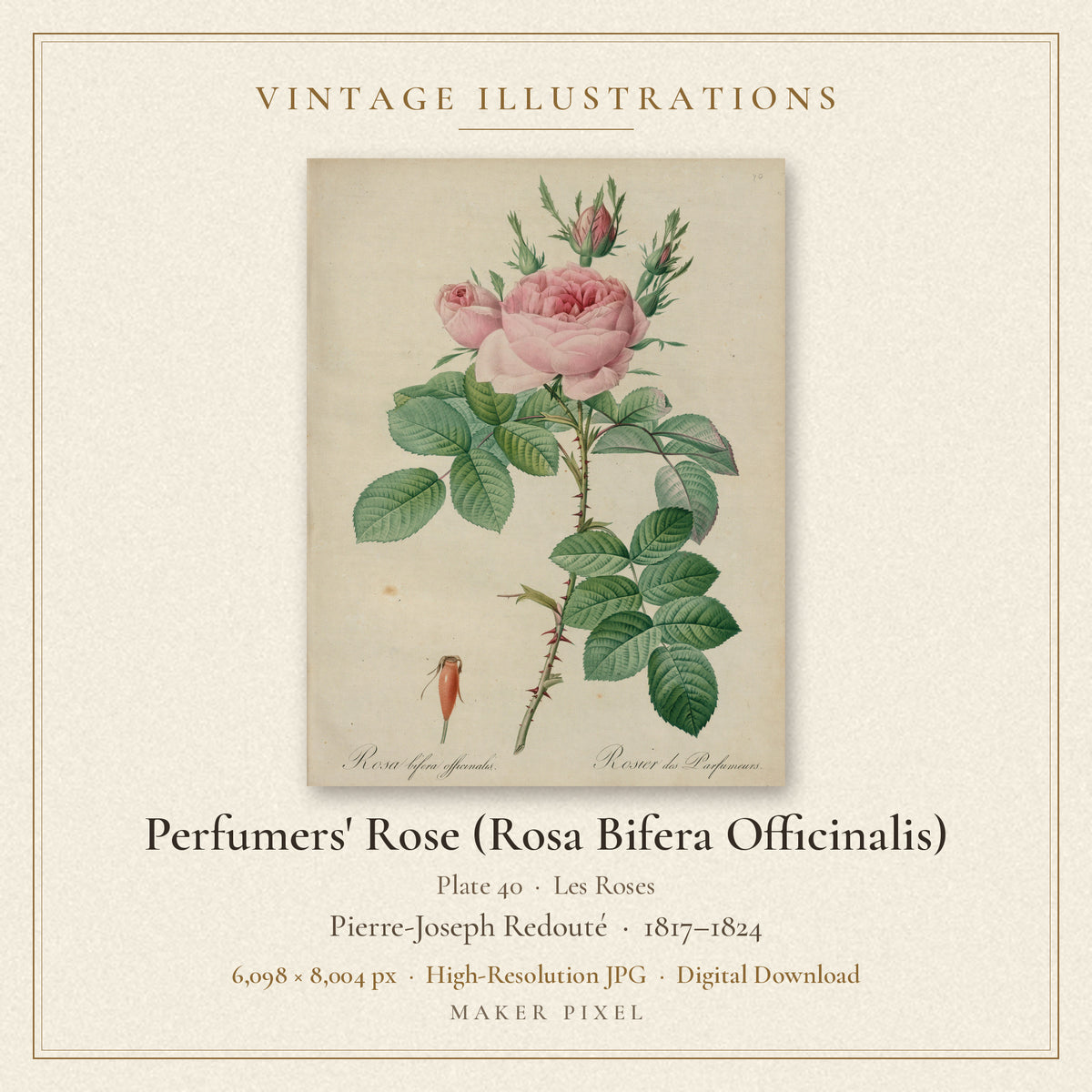 Perfumers' Rose (Rosa Bifera Officinalis), Plate 40 from Les Roses by Pierre-Joseph Redouté — cover
