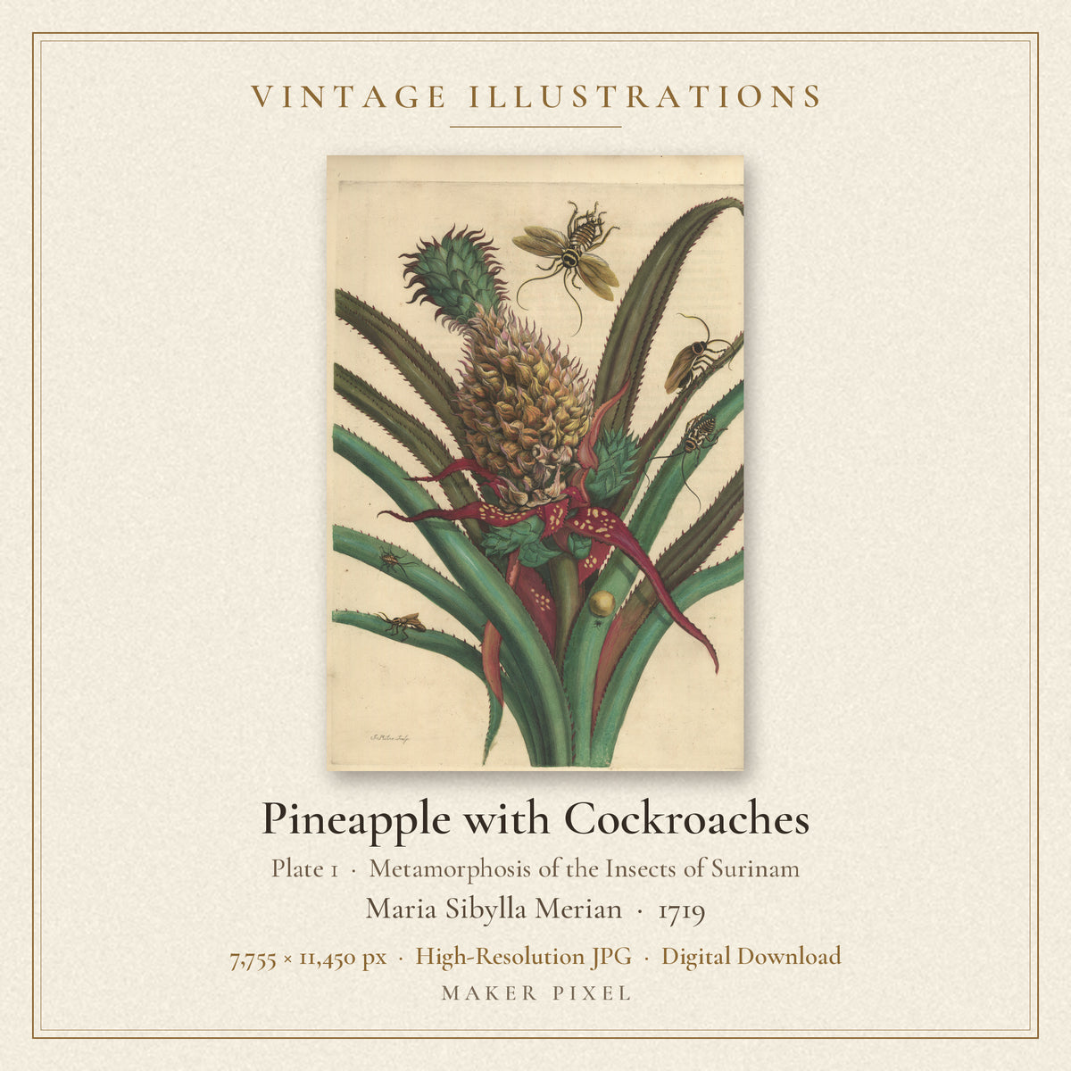 Pineapple with Cockroaches, Plate 1 from Metamorphosis of the Insects of Surinam by Maria Sibylla Merian — cover