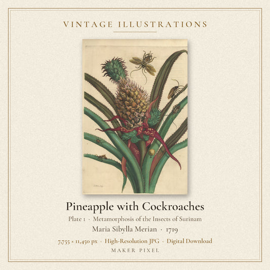 Pineapple with Cockroaches, Plate 1 from Metamorphosis of the Insects of Surinam by Maria Sibylla Merian — cover