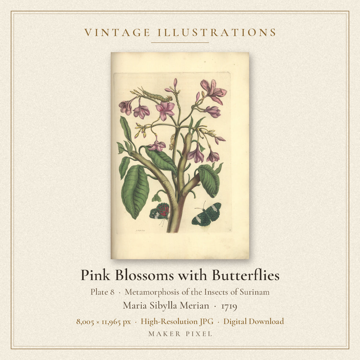 Pink Blossoms with Butterflies, Plate 8 from Metamorphosis of the Insects of Surinam by Maria Sibylla Merian — cover