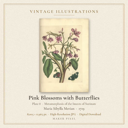 Pink Blossoms with Butterflies, Plate 8 from Metamorphosis of the Insects of Surinam by Maria Sibylla Merian — cover