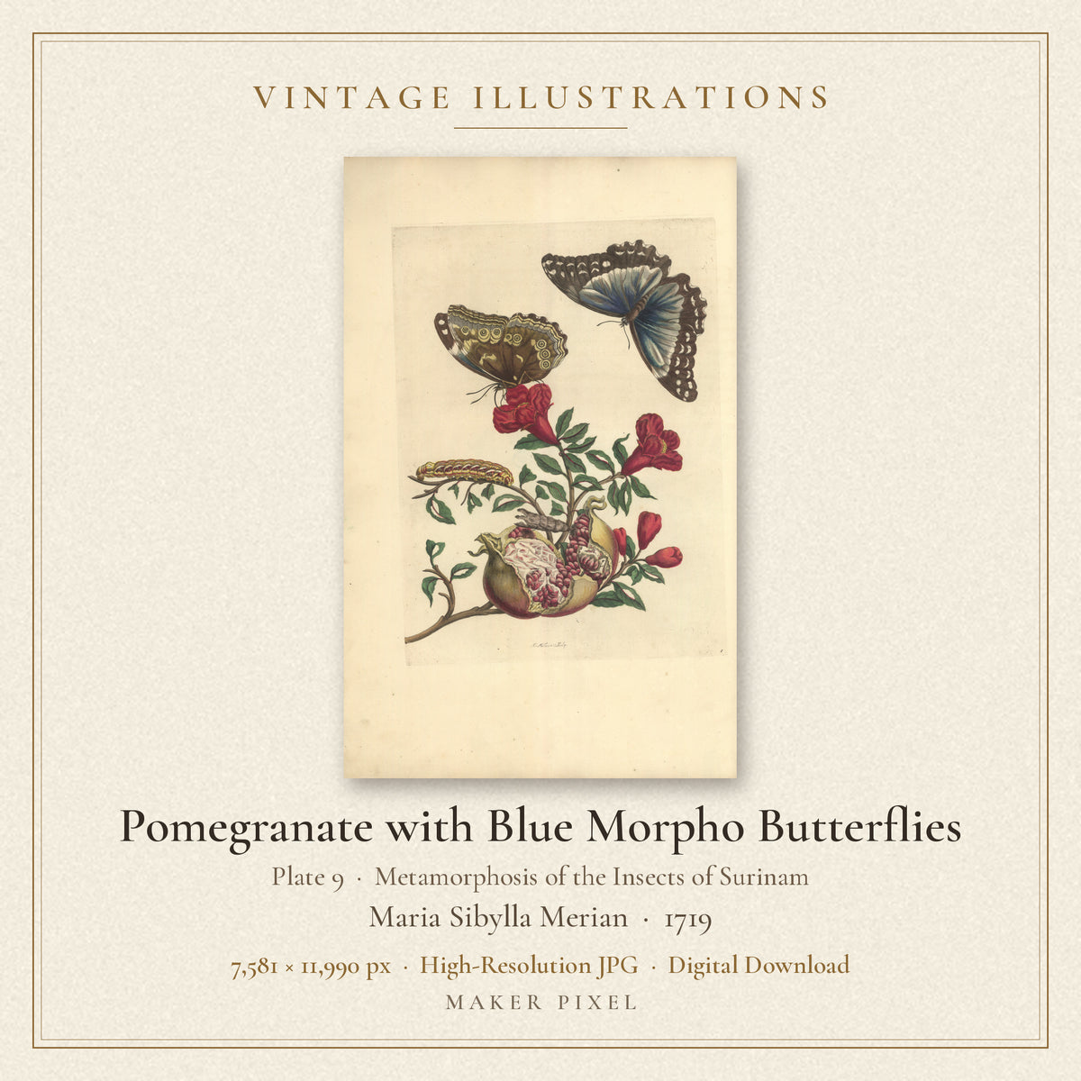 Pomegranate with Blue Morpho Butterflies, Plate 9 from Metamorphosis of the Insects of Surinam by Maria Sibylla Merian — cover