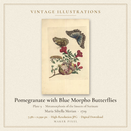 Pomegranate with Blue Morpho Butterflies, Plate 9 from Metamorphosis of the Insects of Surinam by Maria Sibylla Merian — cover