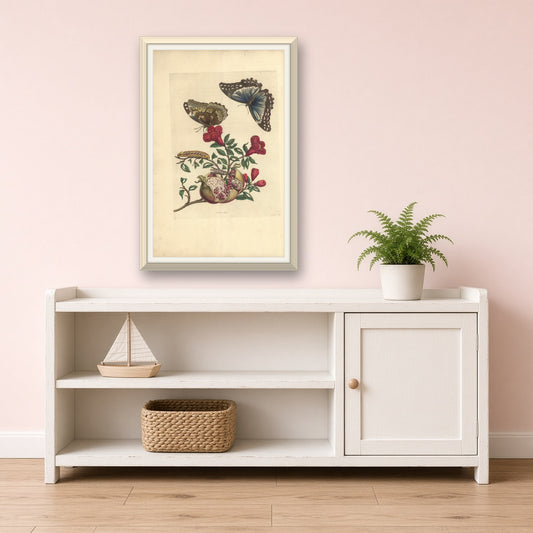 Pomegranate with Blue Morpho Butterflies, Plate 9 from Metamorphosis of the Insects of Surinam by Maria Sibylla Merian — room mockup