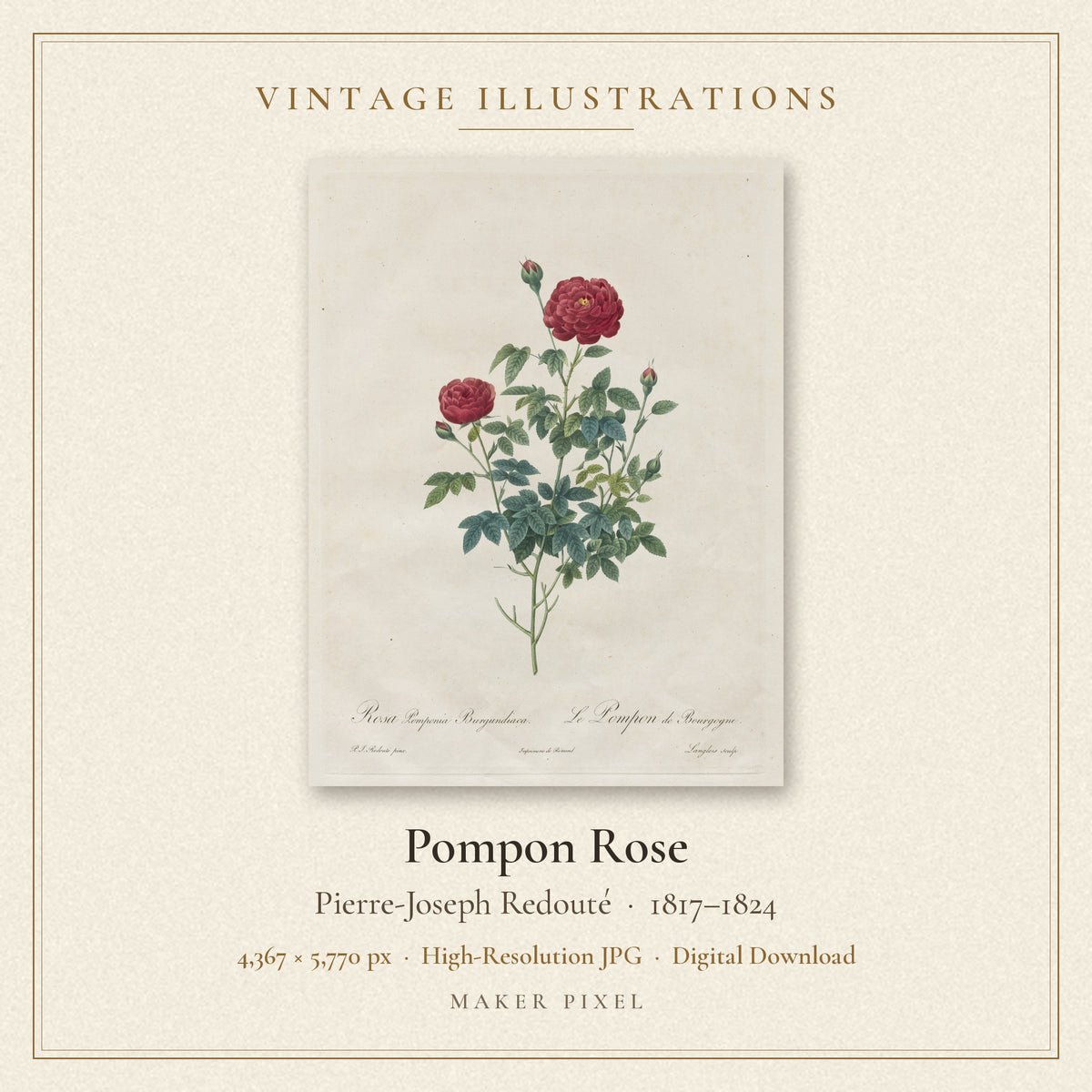 Pompon Rose by Pierre-Joseph Redouté — cover