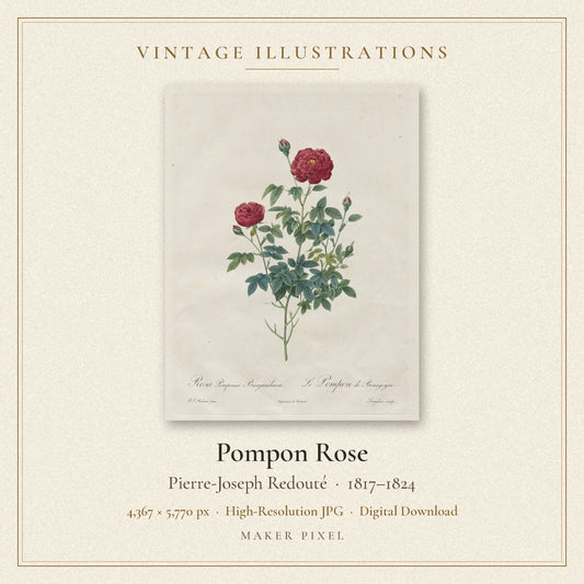 Pompon Rose by Pierre-Joseph Redouté — cover