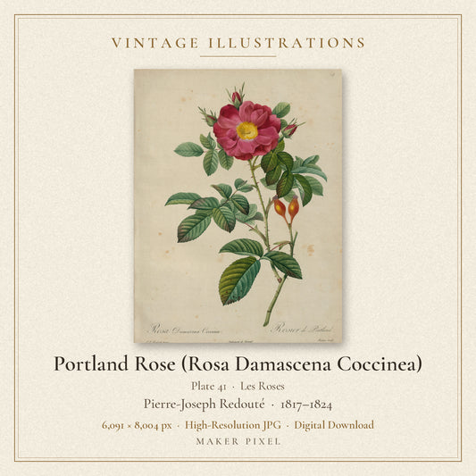 Portland Rose (Rosa Damascena Coccinea), Plate 41 from Les Roses by Pierre-Joseph Redouté — cover