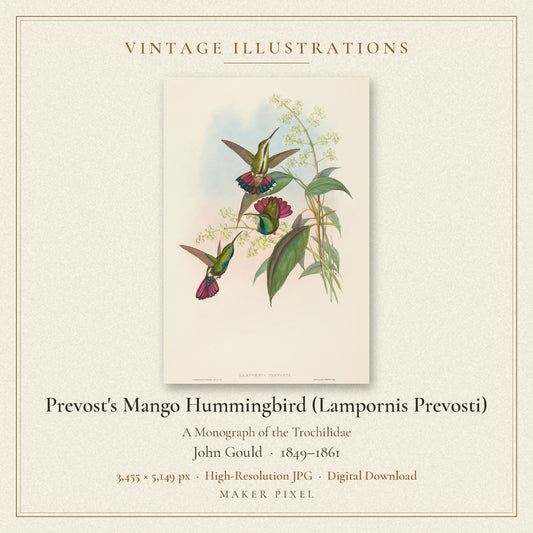 Prevost's Mango Hummingbird (Lampornis Prevosti) from A Monograph of the Trochilidae by John Gould — cover