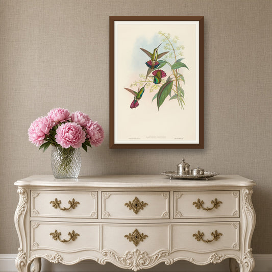 Prevost's Mango Hummingbird (Lampornis Prevosti) from A Monograph of the Trochilidae by John Gould — room mockup