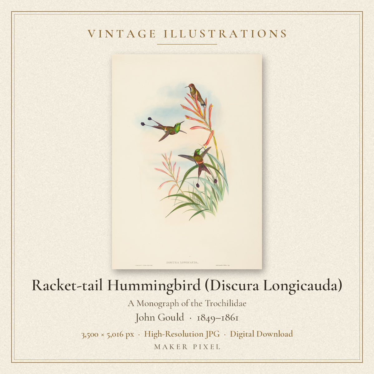 Racket-tail Hummingbird (Discura Longicauda) from A Monograph of the Trochilidae by John Gould — cover