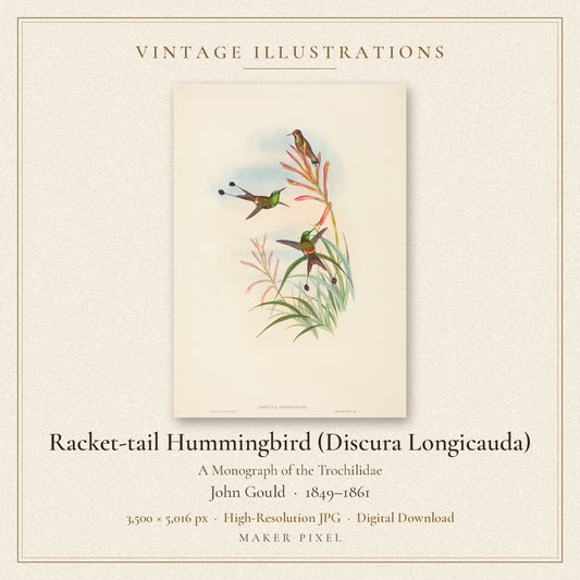 Racket-tail Hummingbird (Discura Longicauda) from A Monograph of the Trochilidae by John Gould — cover