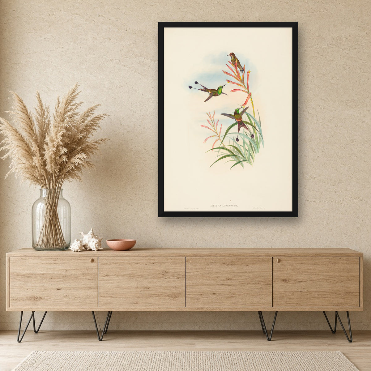 Racket-tail Hummingbird (Discura Longicauda) from A Monograph of the Trochilidae by John Gould — room mockup
