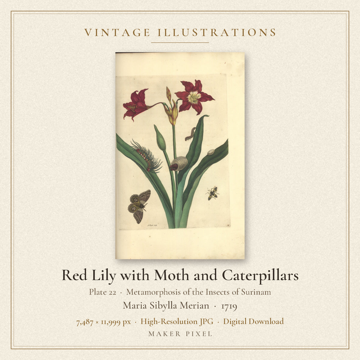 Red Lily with Moth and Caterpillars, Plate 22 from Metamorphosis of the Insects of Surinam by Maria Sibylla Merian — cover