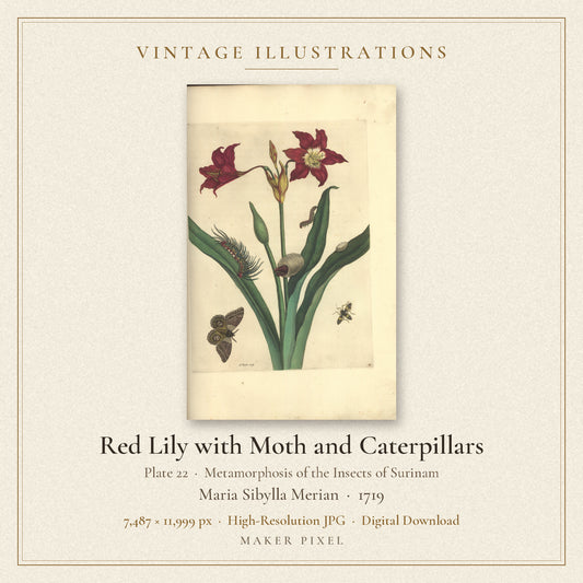 Red Lily with Moth and Caterpillars, Plate 22 from Metamorphosis of the Insects of Surinam by Maria Sibylla Merian — cover