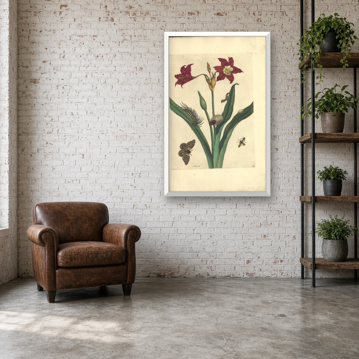 Red Lily with Moth and Caterpillars, Plate 22 from Metamorphosis of the Insects of Surinam by Maria Sibylla Merian — room mockup