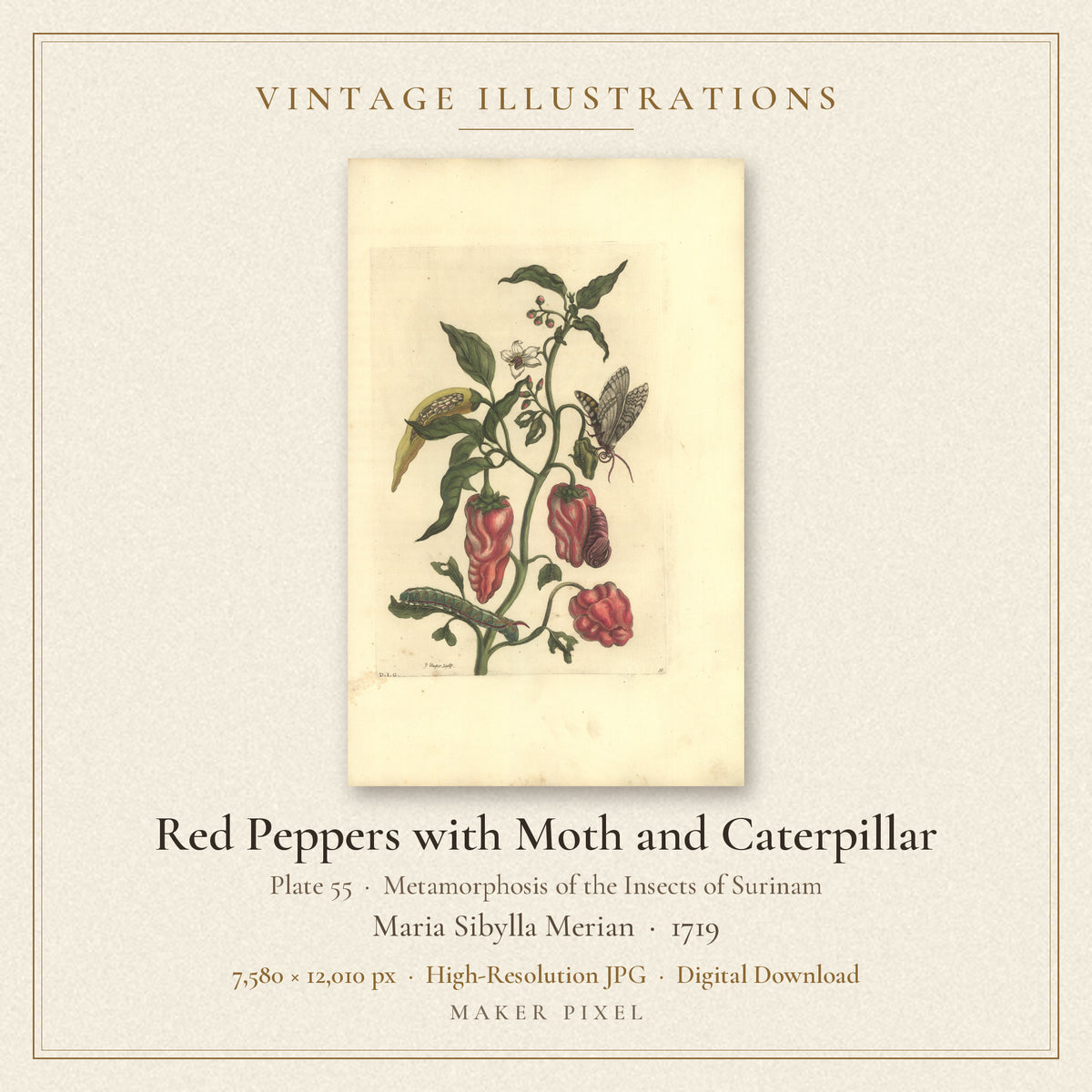 Red Peppers with Moth and Caterpillar, Plate 55 from Metamorphosis of the Insects of Surinam by Maria Sibylla Merian — cover
