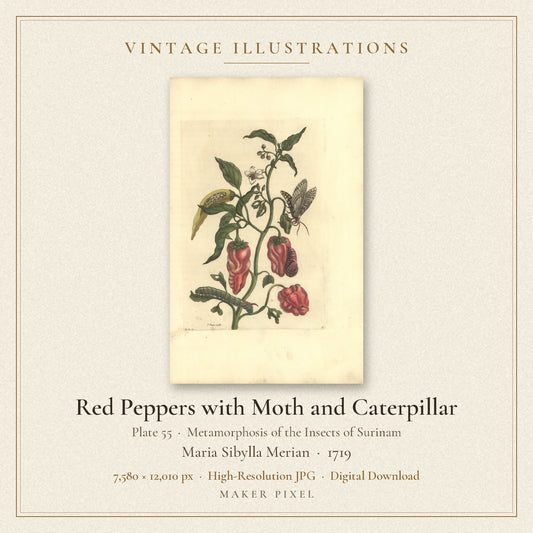 Red Peppers with Moth and Caterpillar, Plate 55 from Metamorphosis of the Insects of Surinam by Maria Sibylla Merian — cover