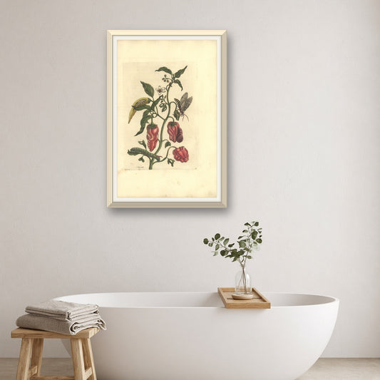 Red Peppers with Moth and Caterpillar, Plate 55 from Metamorphosis of the Insects of Surinam by Maria Sibylla Merian — room mockup