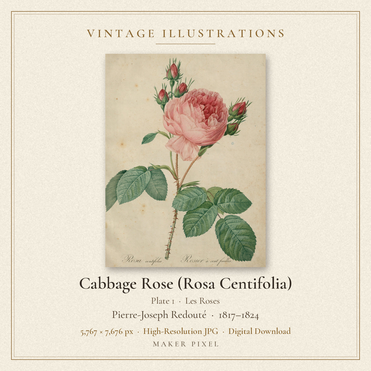 Cabbage Rose (Rosa Centifolia), Plate 1 from Les Roses by Pierre-Joseph Redouté — cover