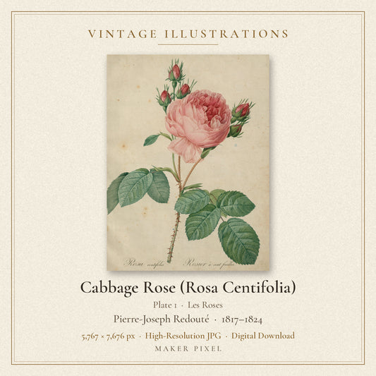 Cabbage Rose (Rosa Centifolia), Plate 1 from Les Roses by Pierre-Joseph Redouté — cover