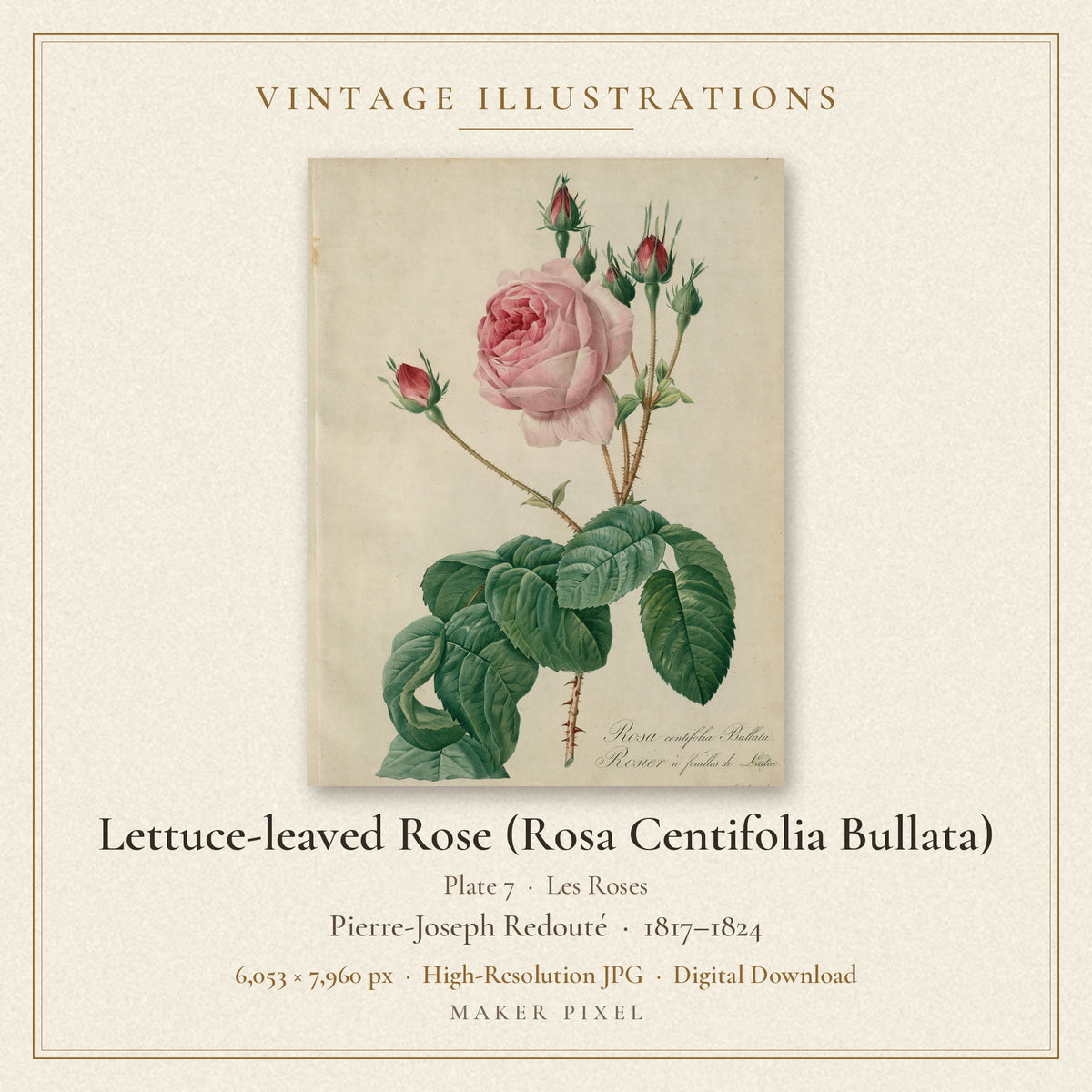 Lettuce-leaved Rose (Rosa Centifolia Bullata), Plate 7 from Les Roses by Pierre-Joseph Redouté — cover