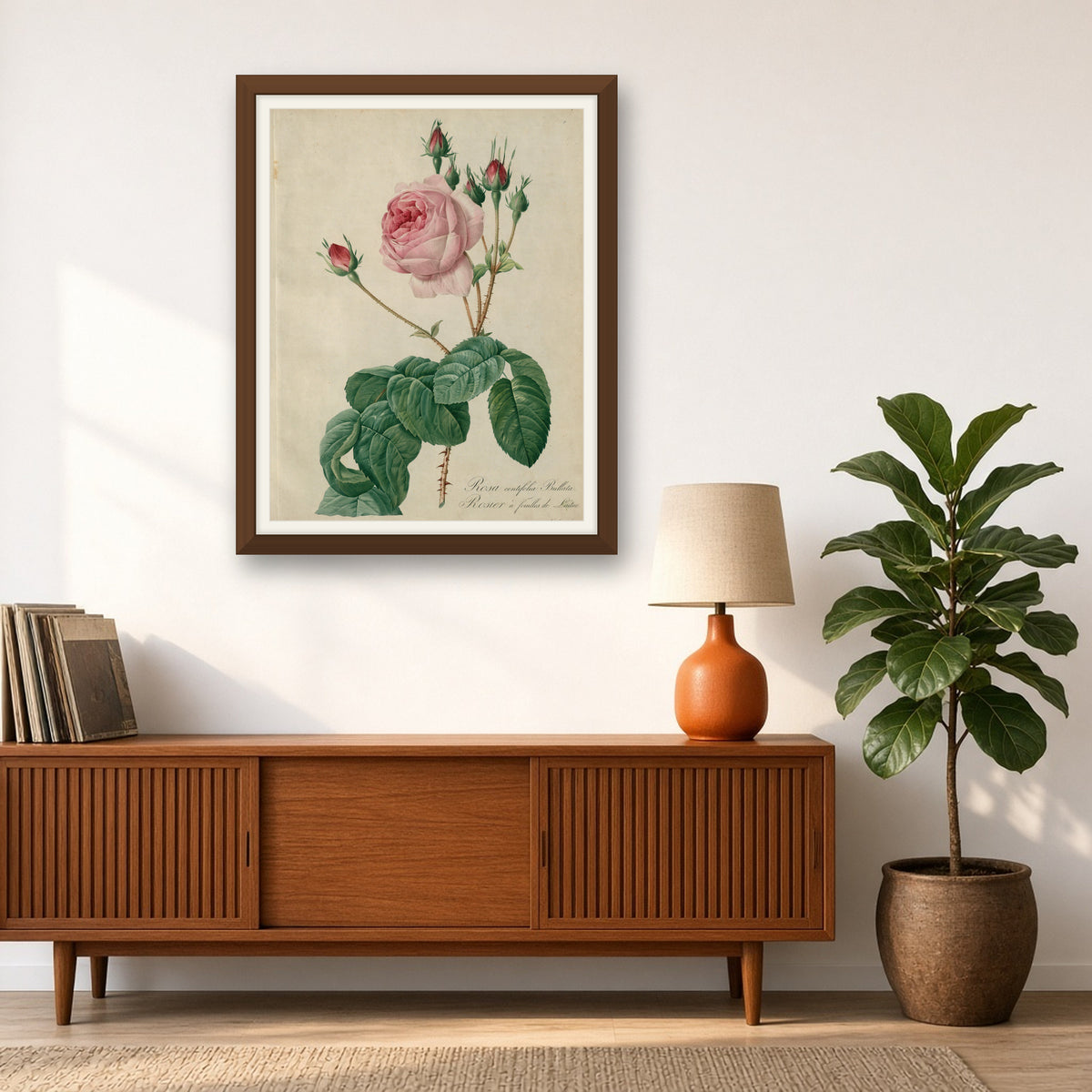 Lettuce-leaved Rose (Rosa Centifolia Bullata), Plate 7 from Les Roses by Pierre-Joseph Redouté — room mockup