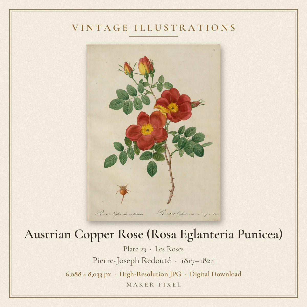 Austrian Copper Rose (Rosa Eglanteria Punicea), Plate 23 from Les Roses by Pierre-Joseph Redouté — cover