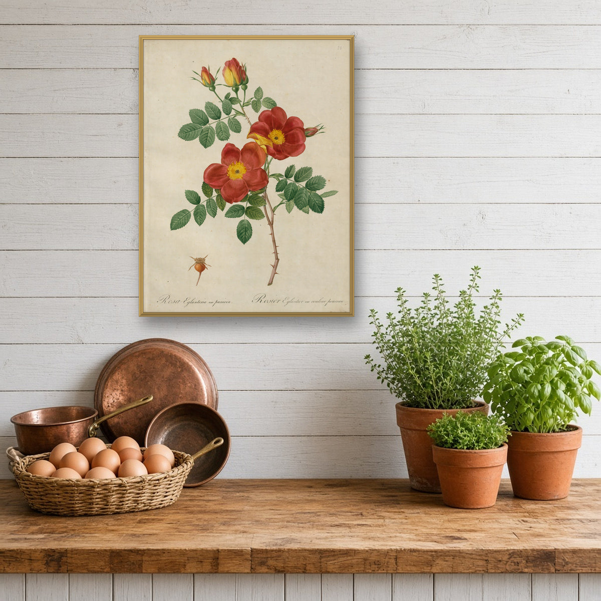 Austrian Copper Rose (Rosa Eglanteria Punicea), Plate 23 from Les Roses by Pierre-Joseph Redouté — room mockup