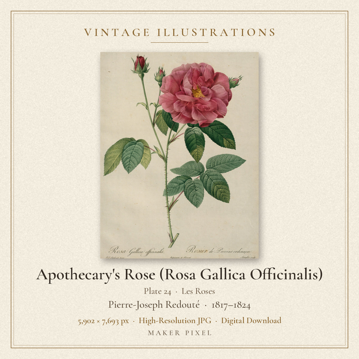 Apothecary's Rose (Rosa Gallica Officinalis), Plate 24 from Les Roses by Pierre-Joseph Redouté — cover