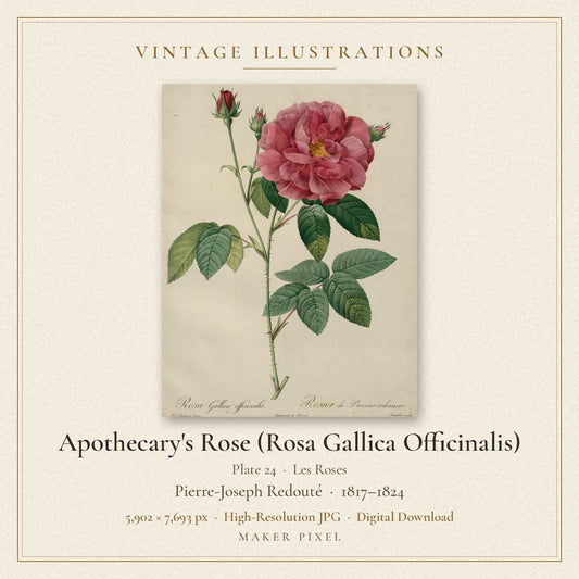 Apothecary's Rose (Rosa Gallica Officinalis), Plate 24 from Les Roses by Pierre-Joseph Redouté — cover