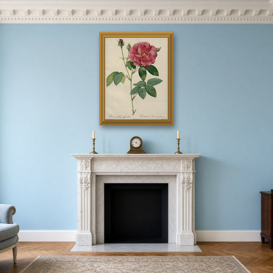 Apothecary's Rose (Rosa Gallica Officinalis), Plate 24 from Les Roses by Pierre-Joseph Redouté — room mockup