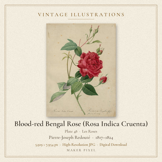 Blood-red Bengal Rose (Rosa Indica Cruenta), Plate 48 from Les Roses by Pierre-Joseph Redouté — cover