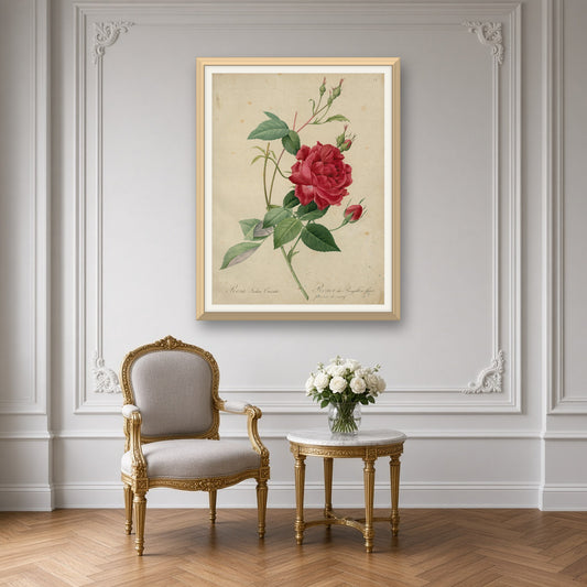 Blood-red Bengal Rose (Rosa Indica Cruenta), Plate 48 from Les Roses by Pierre-Joseph Redouté — room mockup