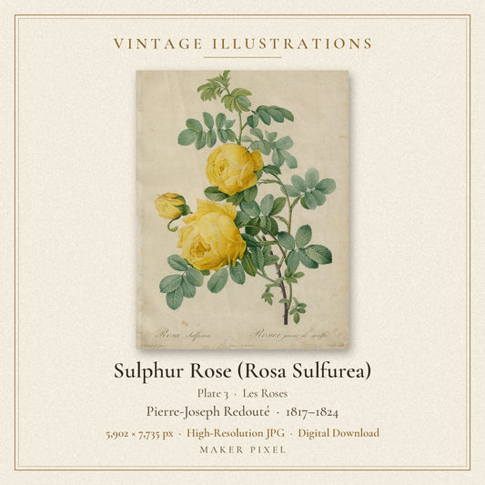 Sulphur Rose (Rosa Sulfurea), Plate 3 from Les Roses by Pierre-Joseph Redouté — cover