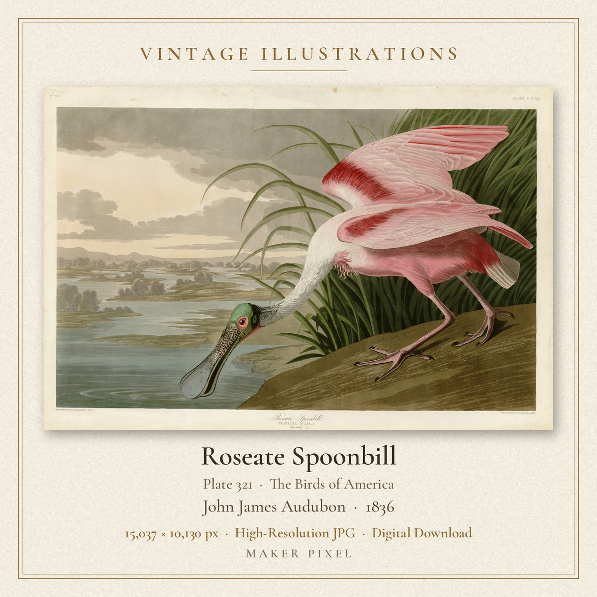 Roseate Spoonbill, Plate 321 from Birds of America by John James Audubon — cover