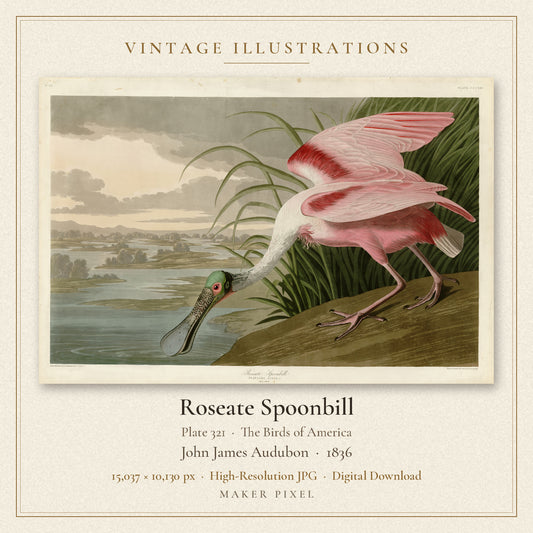 Roseate Spoonbill, Plate 321 from Birds of America by John James Audubon — cover