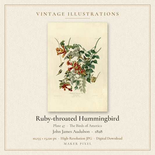 Ruby-throated Hummingbird, Plate 47 from Birds of America by John James Audubon — cover