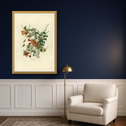 Ruby-throated Hummingbird, Plate 47 from Birds of America by John James Audubon — room mockup