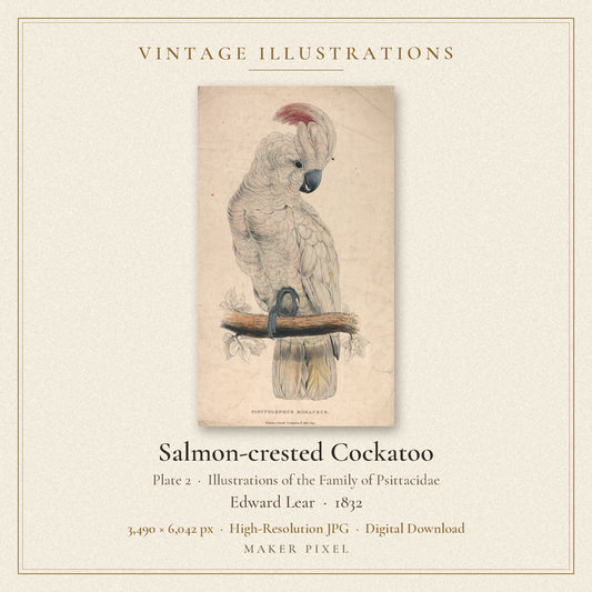 Salmon-crested Cockatoo, Plate 2 from Illustrations of the Family of Psittacidae by Edward Lear — cover