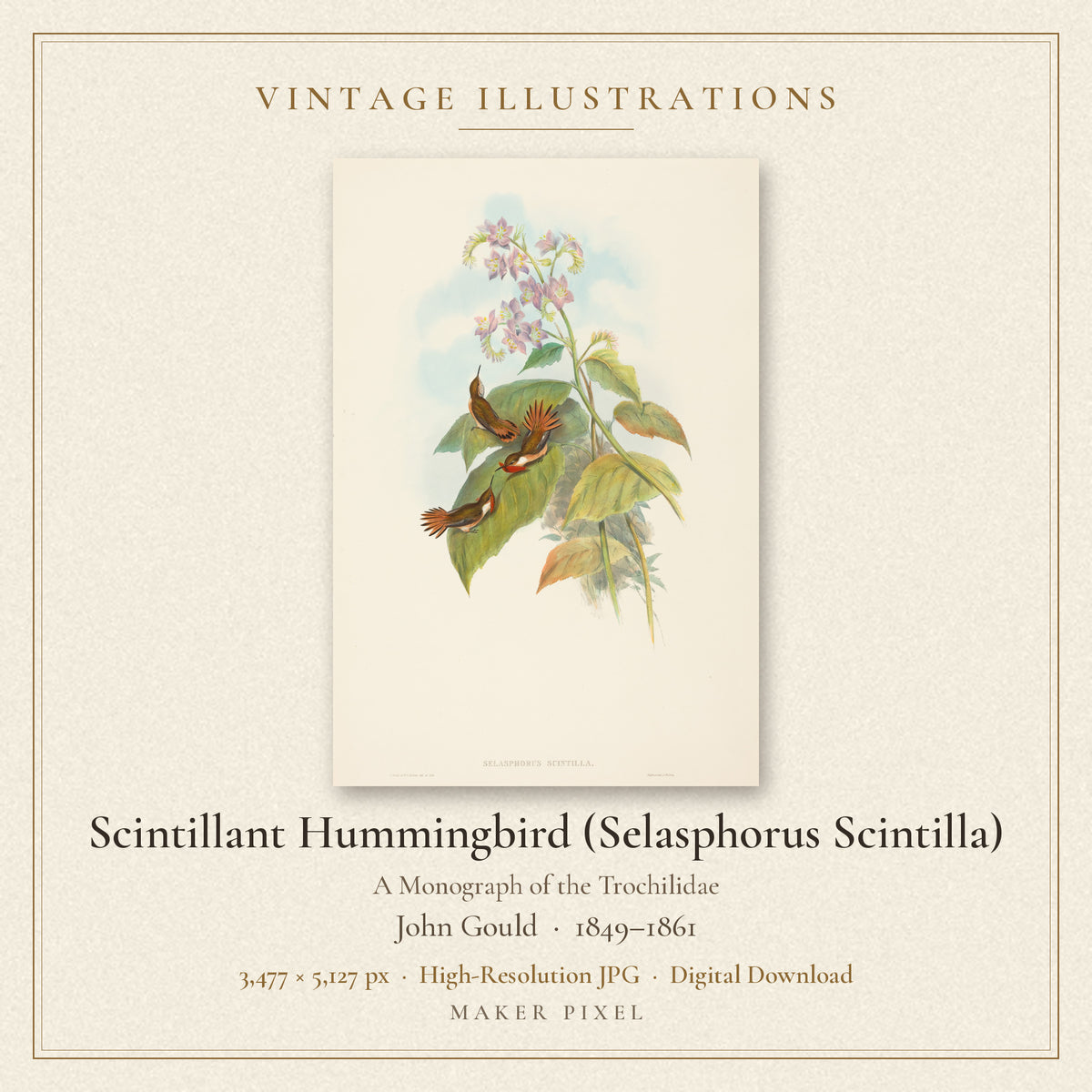 Scintillant Hummingbird (Selasphorus Scintilla) from A Monograph of the Trochilidae by John Gould — cover
